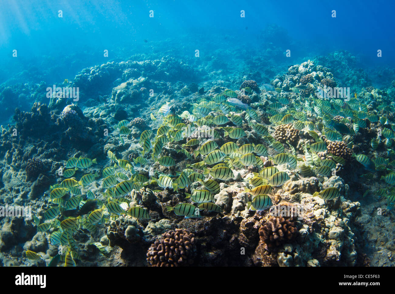 Tropical Reef in Hawaii Underwater Stock Photo