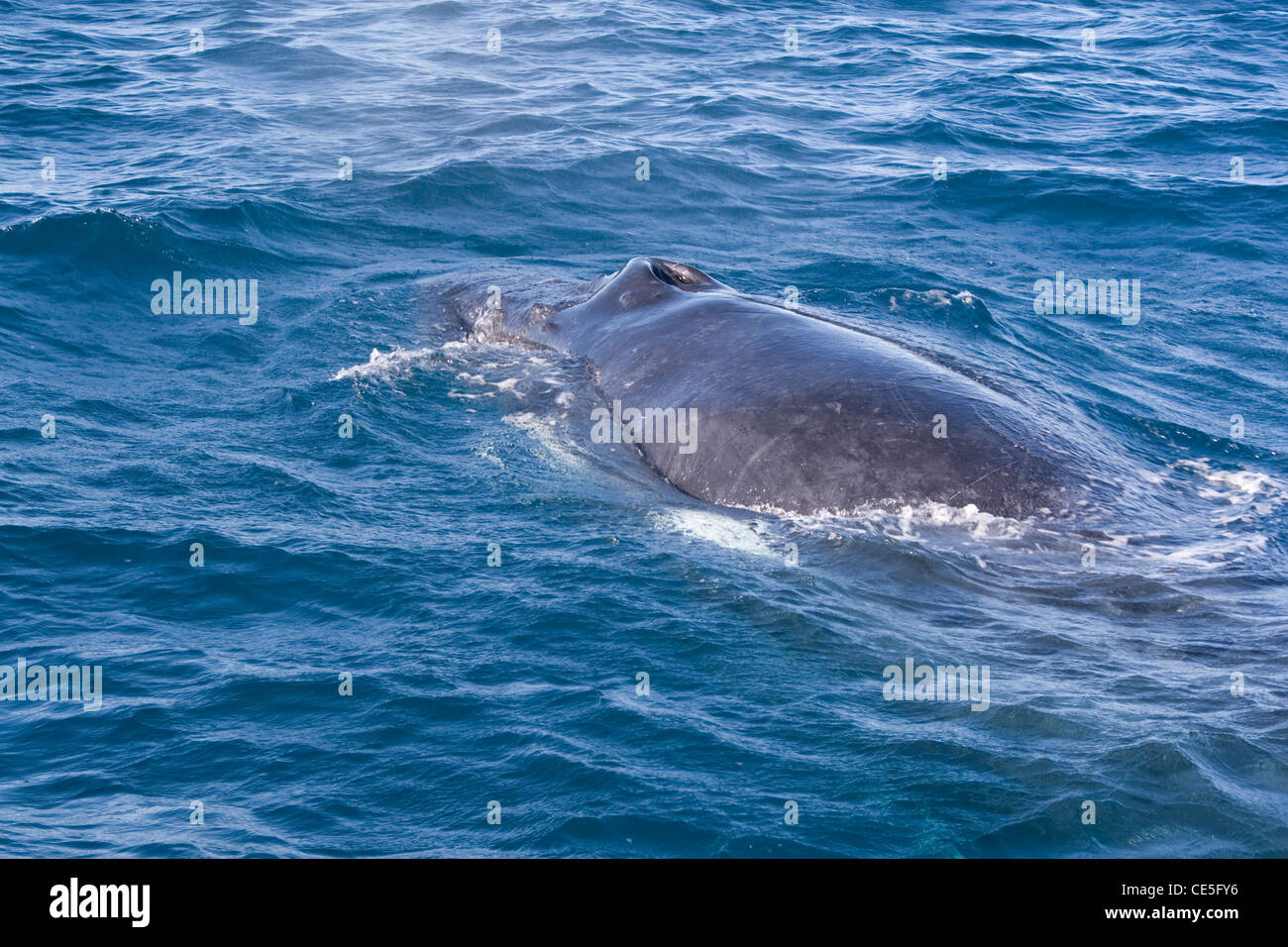 Blowhole of a Humpback Whale in Exmouth, Western Australia. Stock Photo