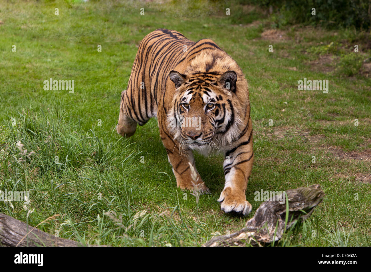 Bengal Tiger  (Panthera tigris tigris) Stock Photo