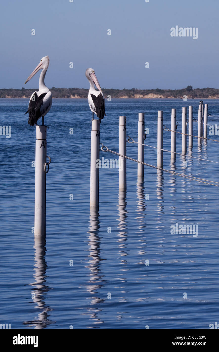 Pelicans resting on top of moorings in the Mallacoota Inlet, Victoria, Australia. Stock Photo