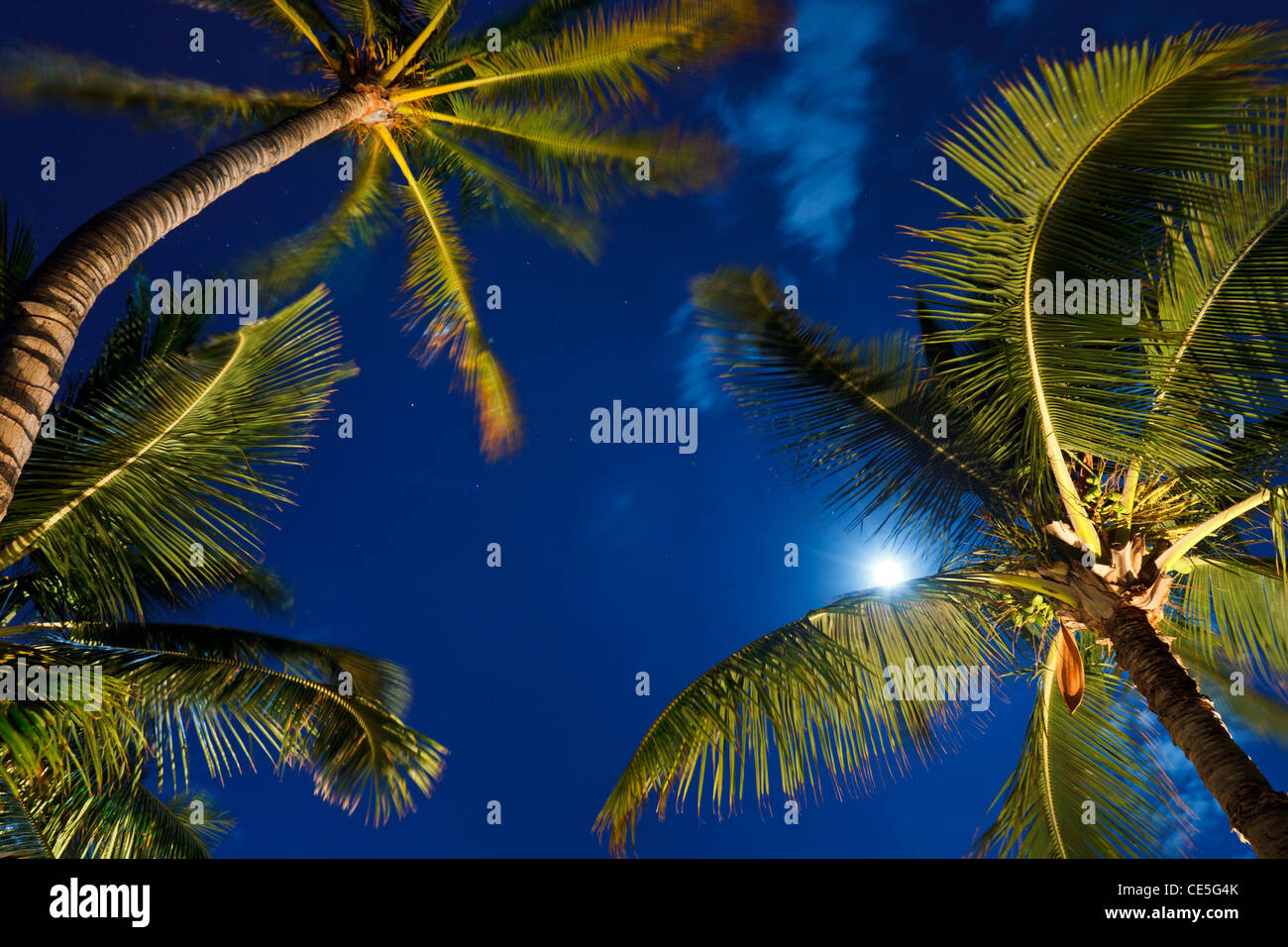 Tropical Night Sky, Palm Trees and Moon Stock Photo