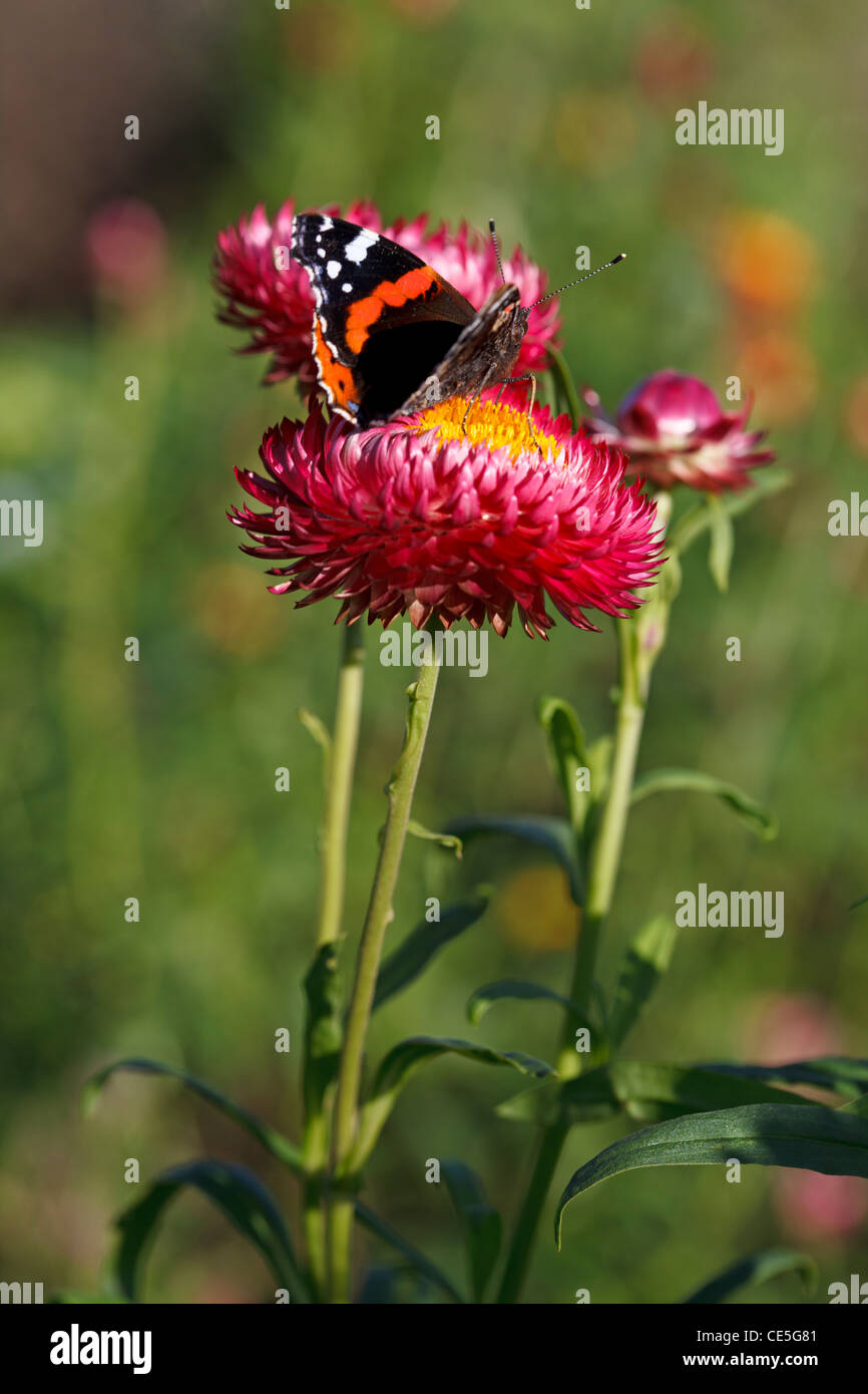 Red Admiral butterfly on Helichrysum Bracteatum Monstrosum - Paper Daisy or Strawflower Stock Photo