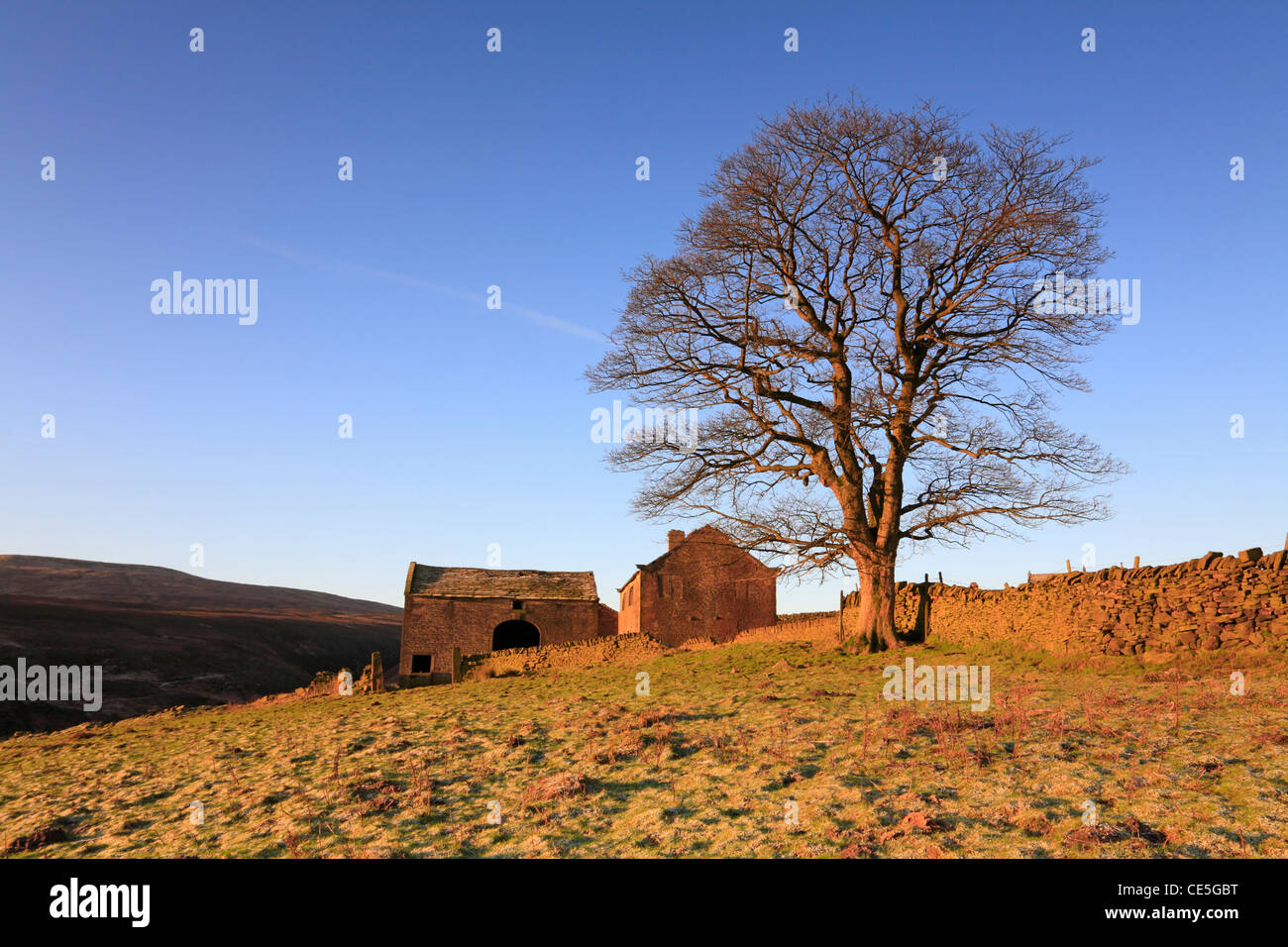 Derelict farm and tree, Bradshaw, Holmfirth West Yorkshire, Peak