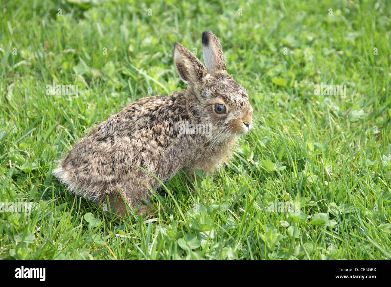 Small little hare sitting in the green grass Stock Photo