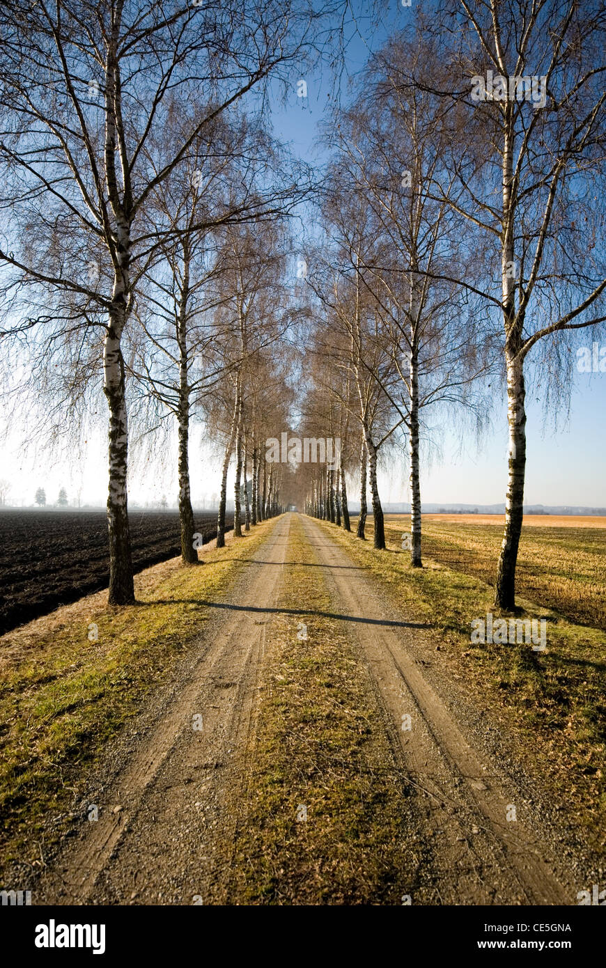 A Long Tree Lined Driveway On A Farm In Southern Germany Stock Photo Alamy