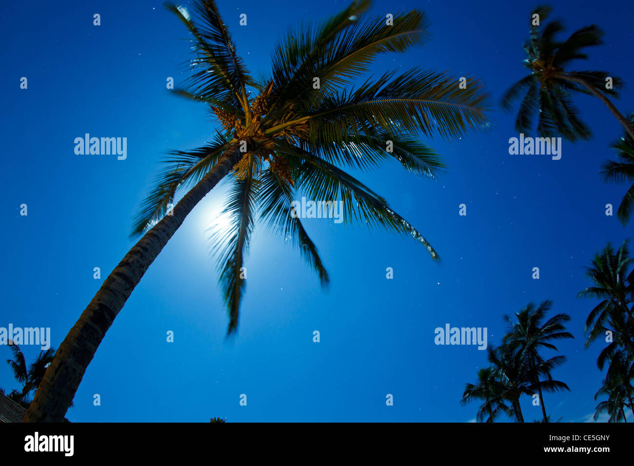 Tropical Night Sky, Palm Trees and Moon Stock Photo