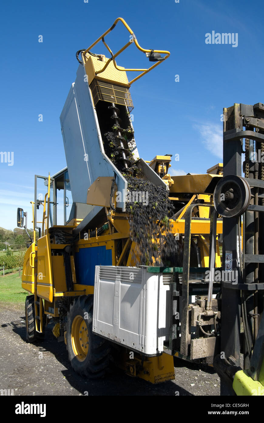 A grape harvester empties its load of freshly -picked grapes into a large container on the front of a fork-lift Stock Photo