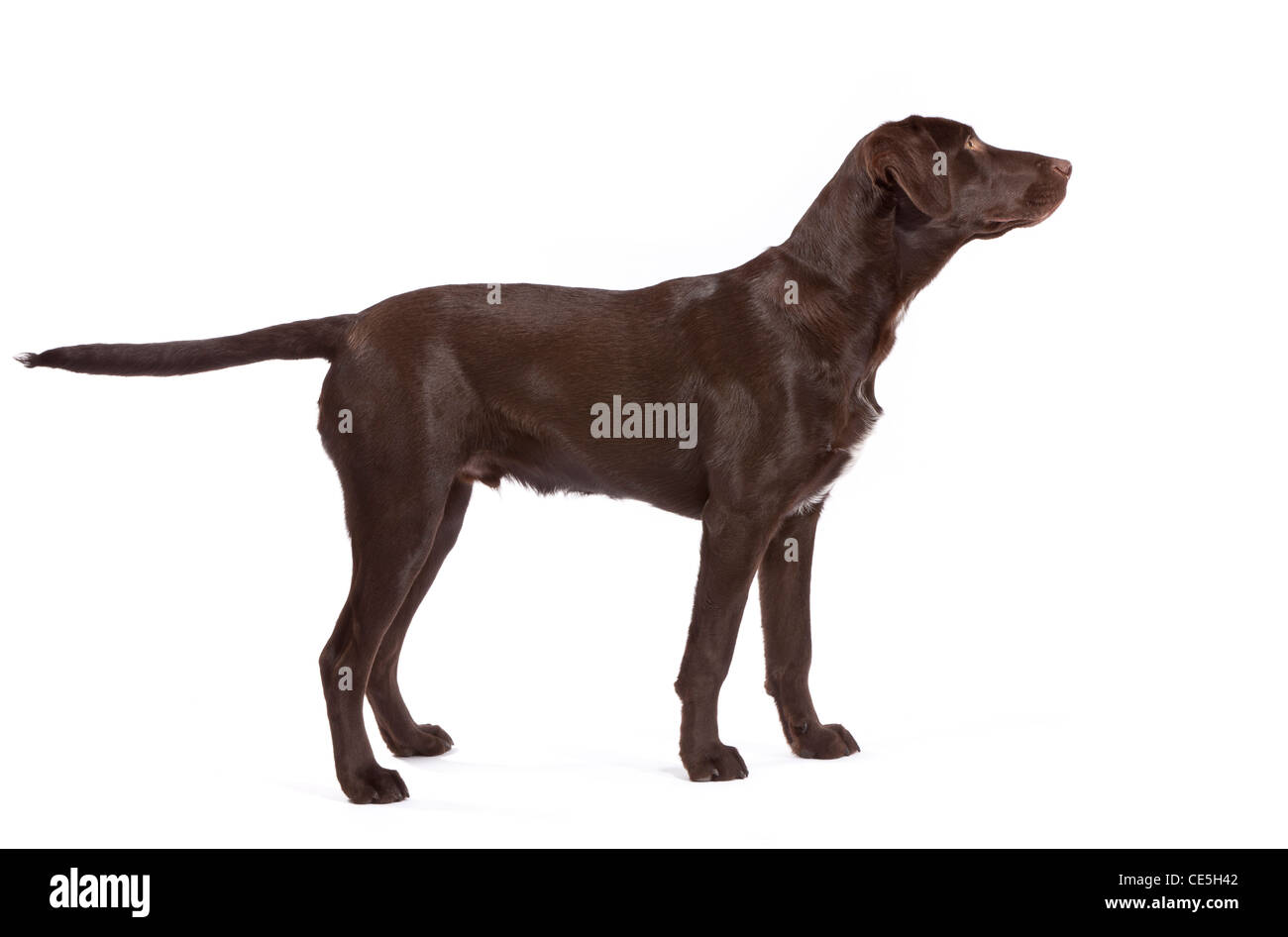 A Chocolate Labrador Pointer Cross At 7 Months Old Stock Photo