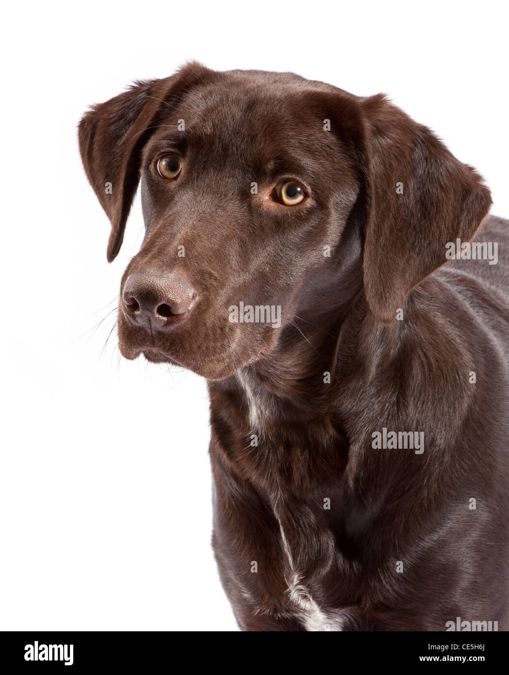 7 month clearance old chocolate lab