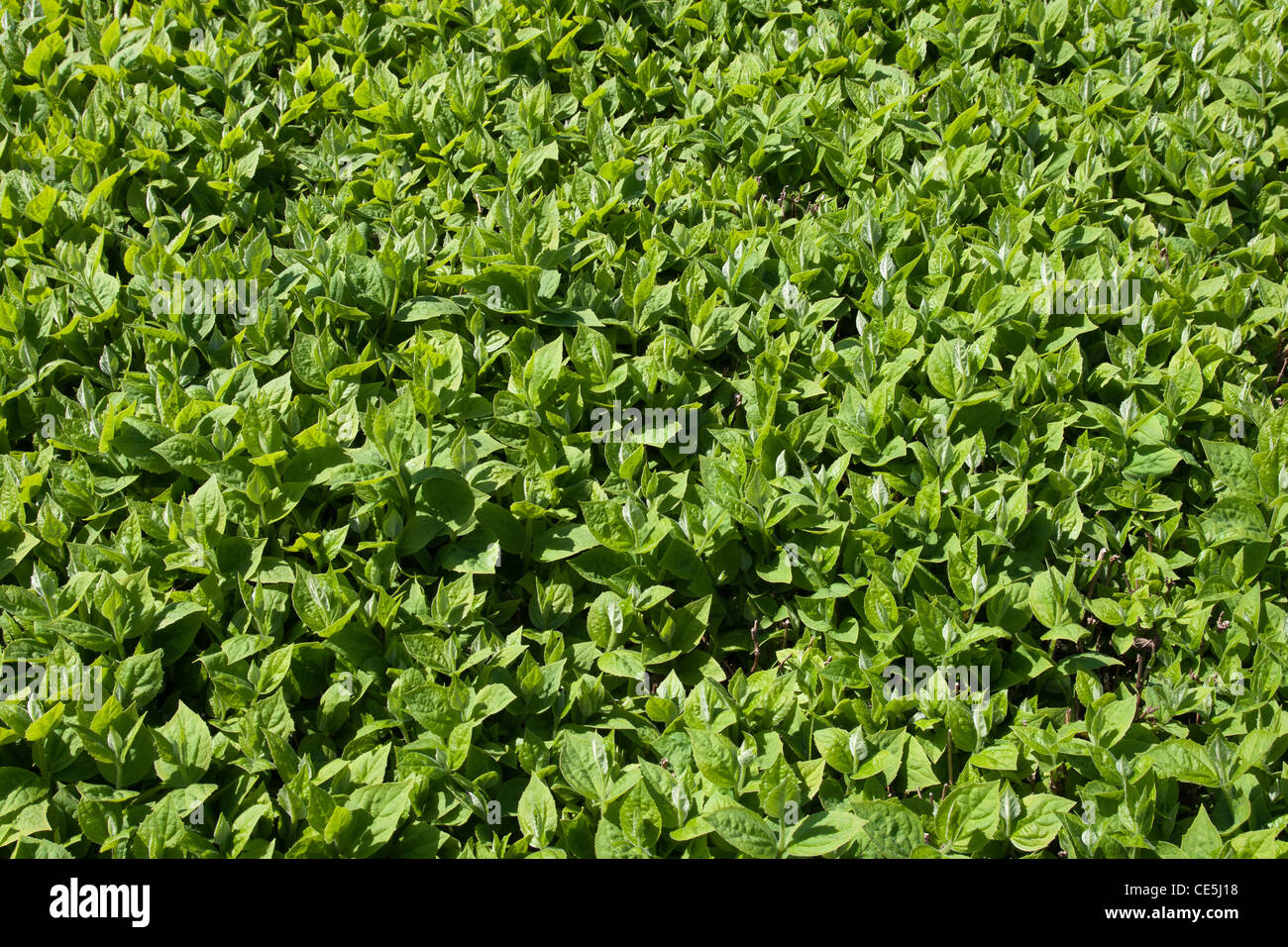 Background From Live Jasmine Philadelphus Coronarius Leaves Background From Live Jasmine Philadelphus Coronarius Leaves