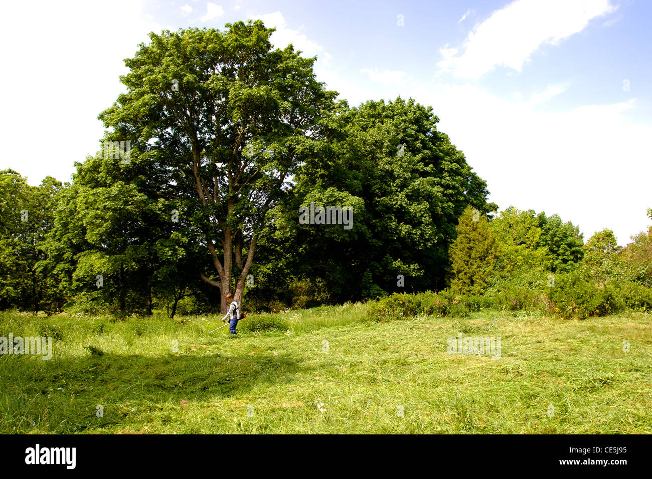 rural landscape with lawnmower cuts the grass Stock Photo