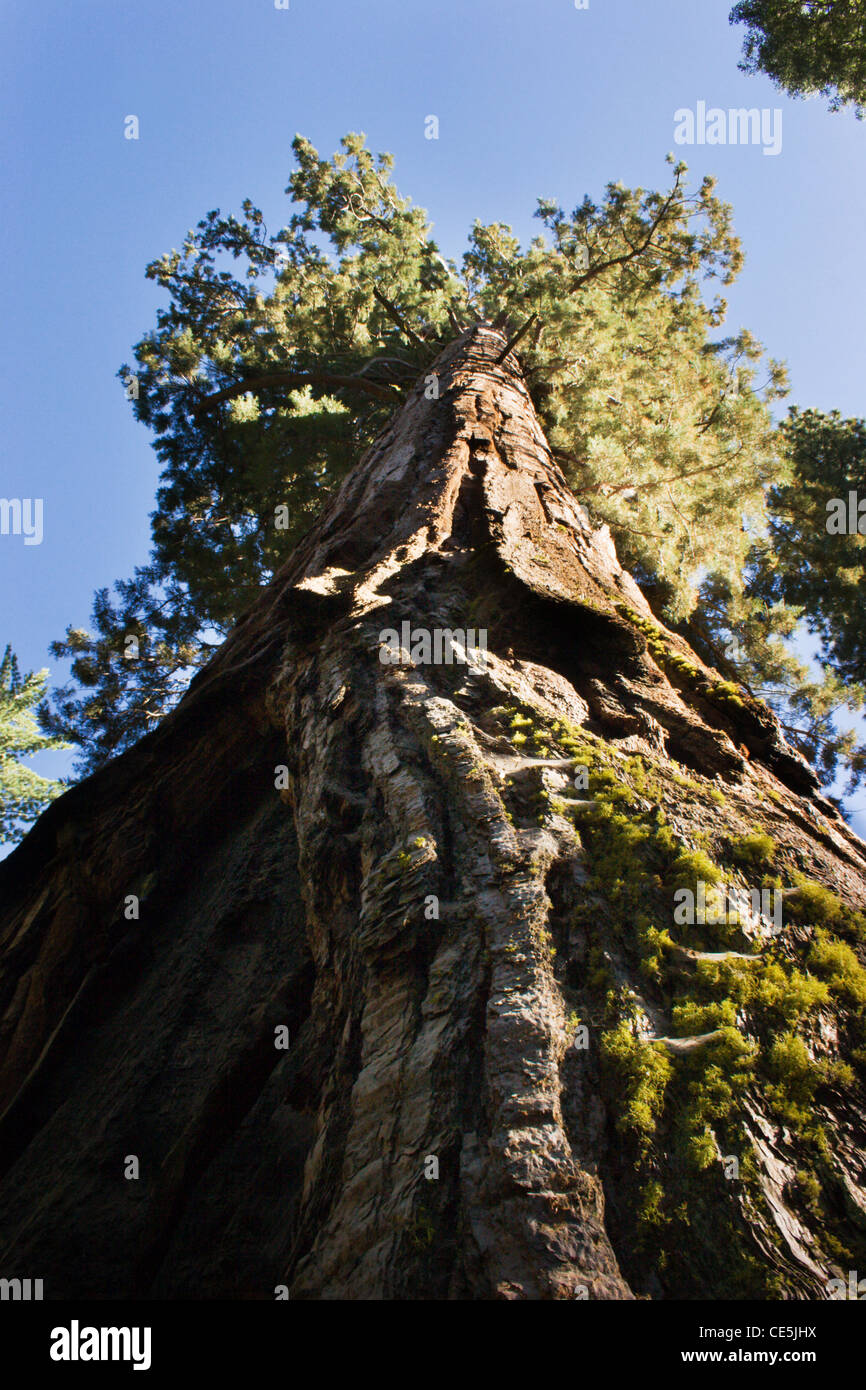 Giant Sequoia trees (Sequoiadendron giganteum), Mariposa Grove, Wawona, Yosemite, California, USA Stock Photo