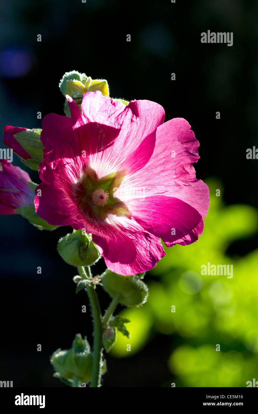 Hollyhock flowering plant. Stock Photo