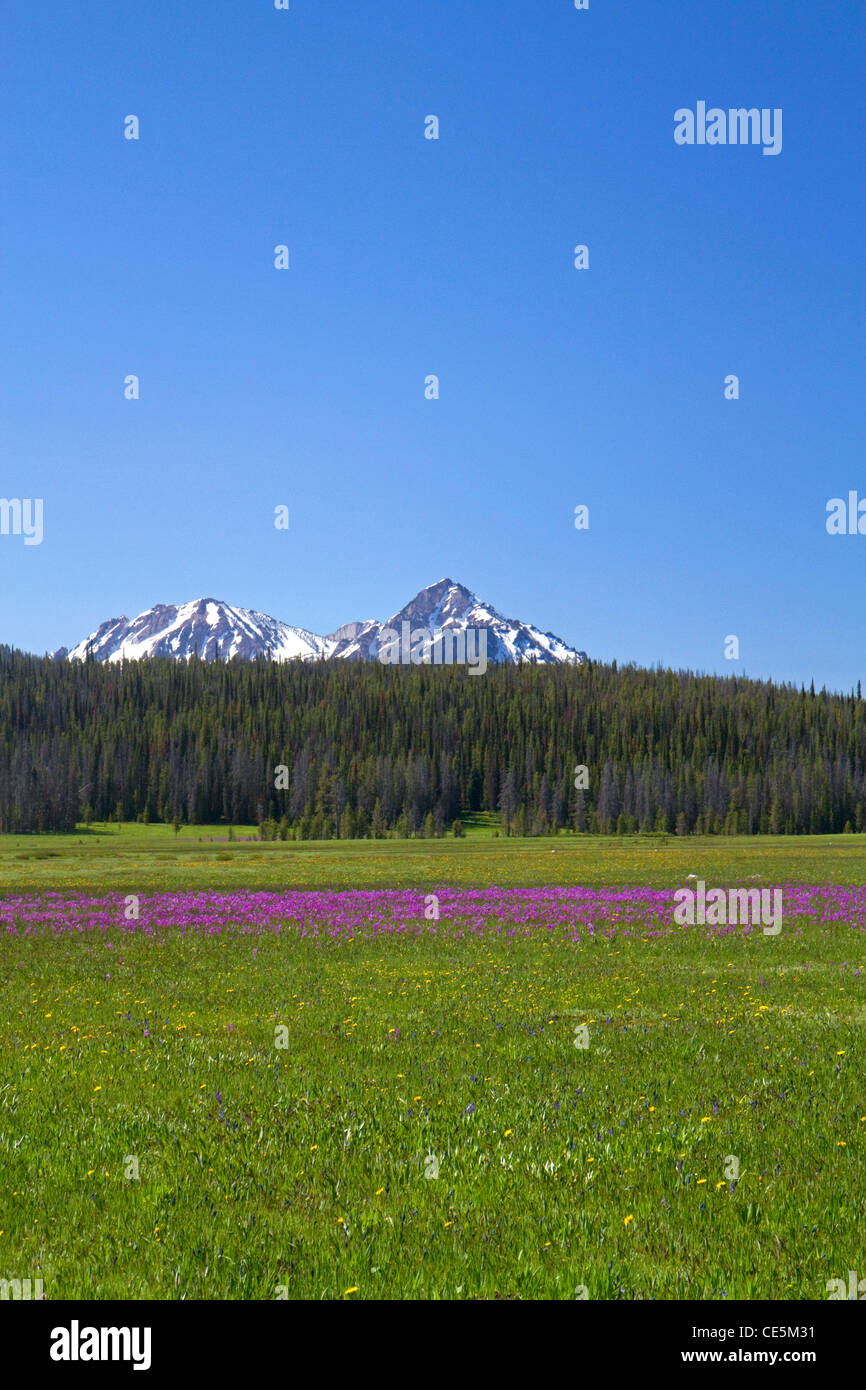 Northwest wildflowers hi-res stock photography and images - Alamy
