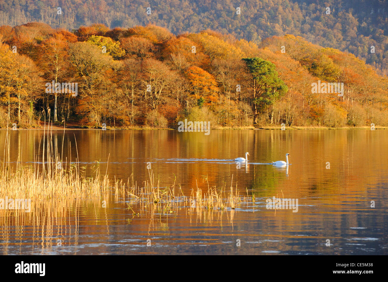 The autumn colours of Derwent Water, Lake District Stock Photo