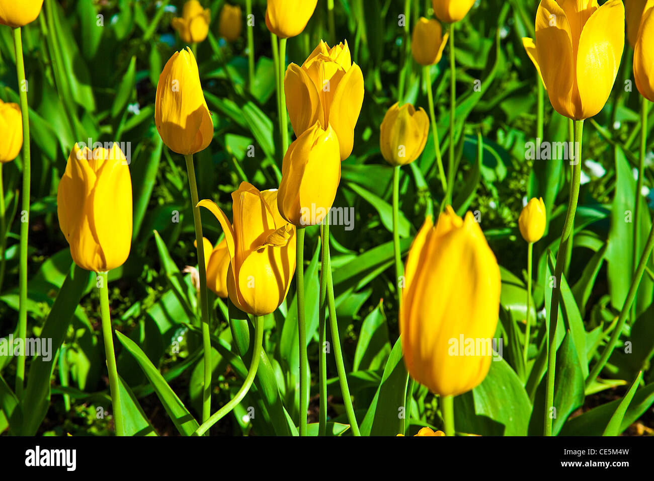Field of yellow tulips Stock Photo - Alamy