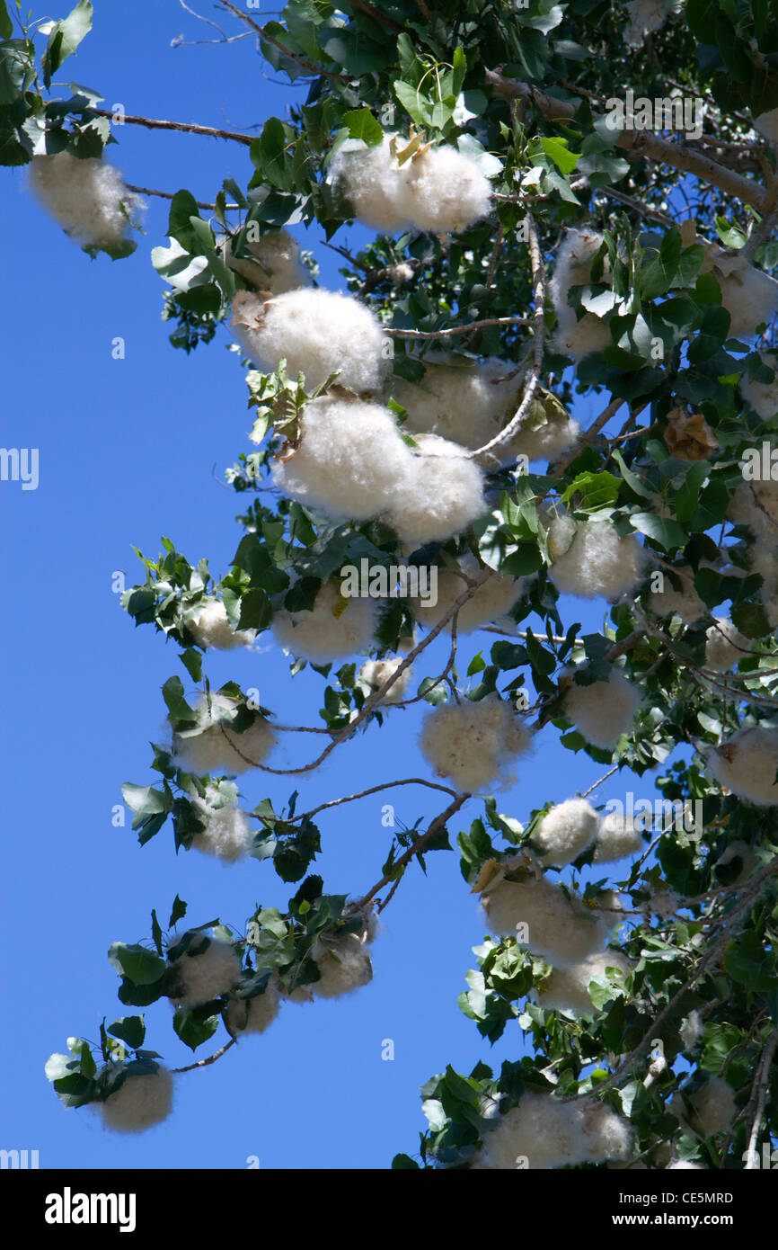 The seeds of a cottonwood poplar tree in Boise, Idaho, USA. Stock Photo