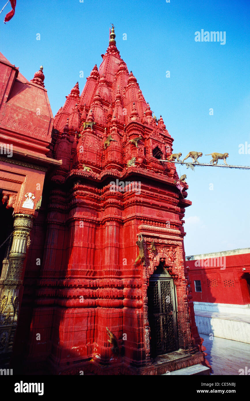 Durga Temple known as Monkey temple ; Durga Mandir ;  Durga Kund Mandir ; Varanasi ; Benares ; Banaras ; Kashi ; Uttar Pradesh ; India ; asia Stock Photo