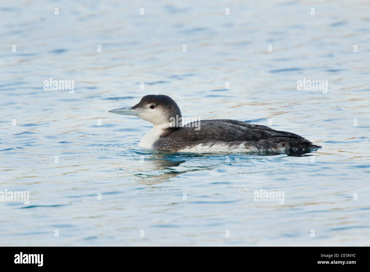 Common Loon Gavia immer Bodega Bay, California, United States 24 April Adult in winter plumage Gaviidae Stock Photo