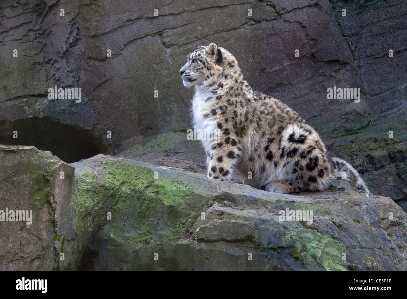 Snow Leopard panthera uncia cub Stock Photo