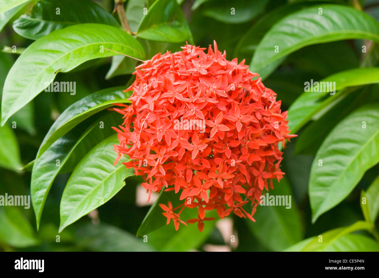 Flame of the Woods Ixora coccinea Costa Rica Stock Photo