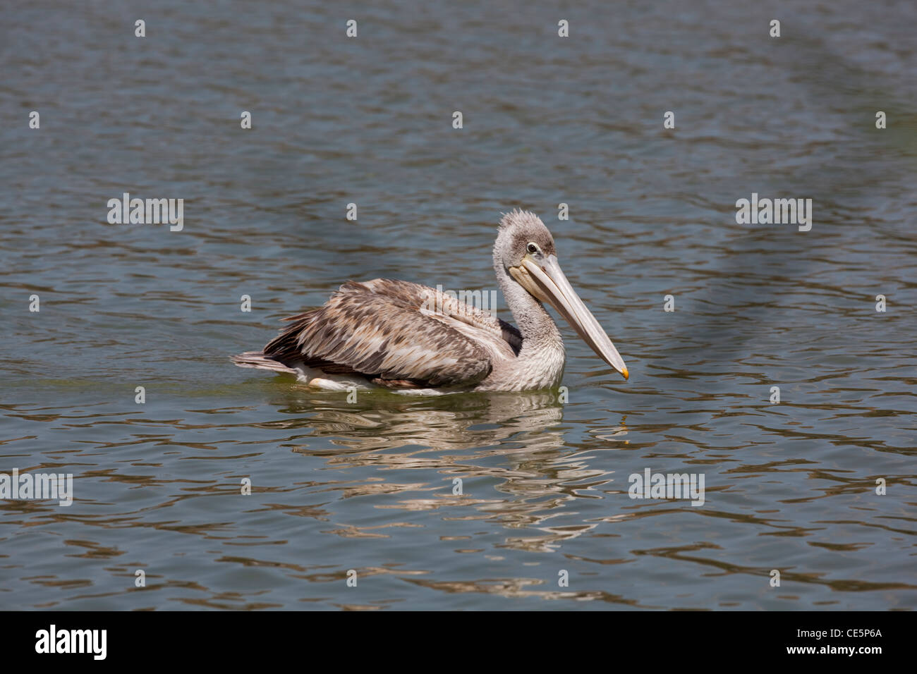 Pink-backed Pelican (Pelecanus rufescens). swimming. Lake Awasa ...