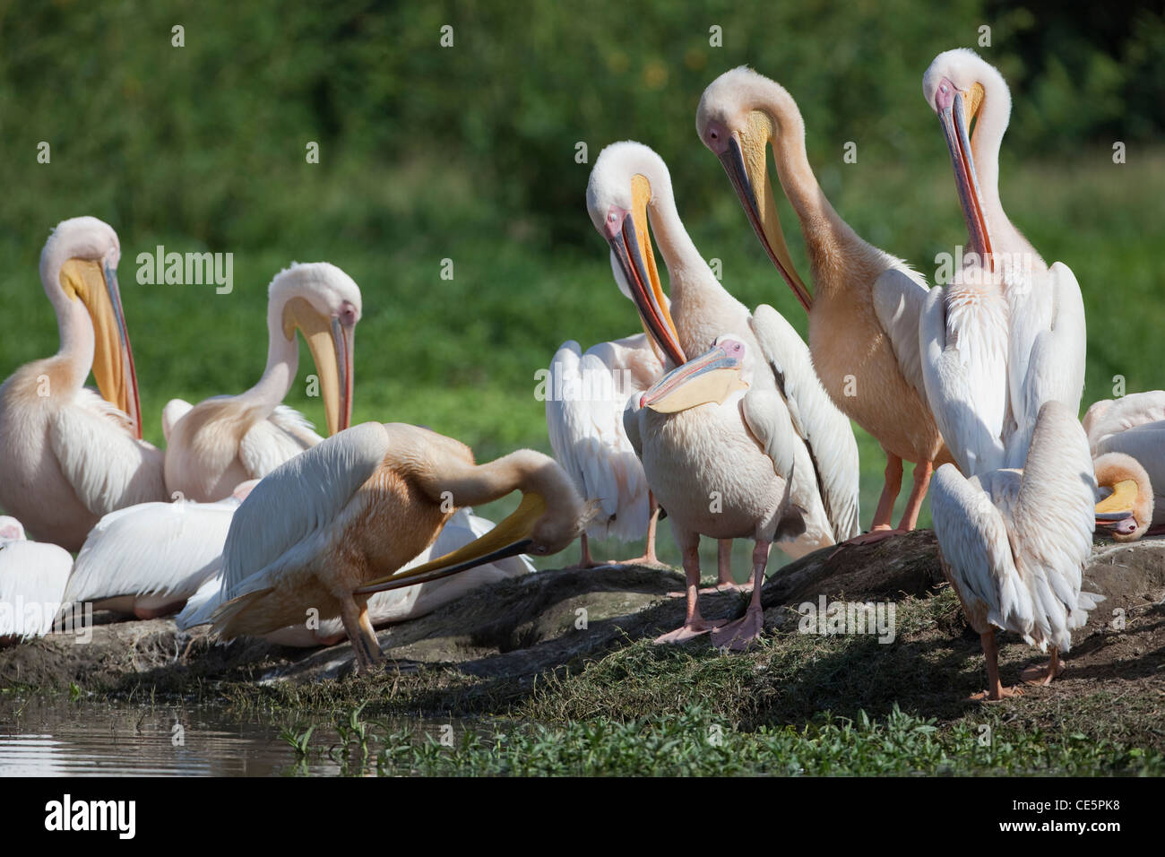 White Pelicans (Pelecanus onocrotalus). Preening. Lake Awasa. Ethiopia. Stock Photo