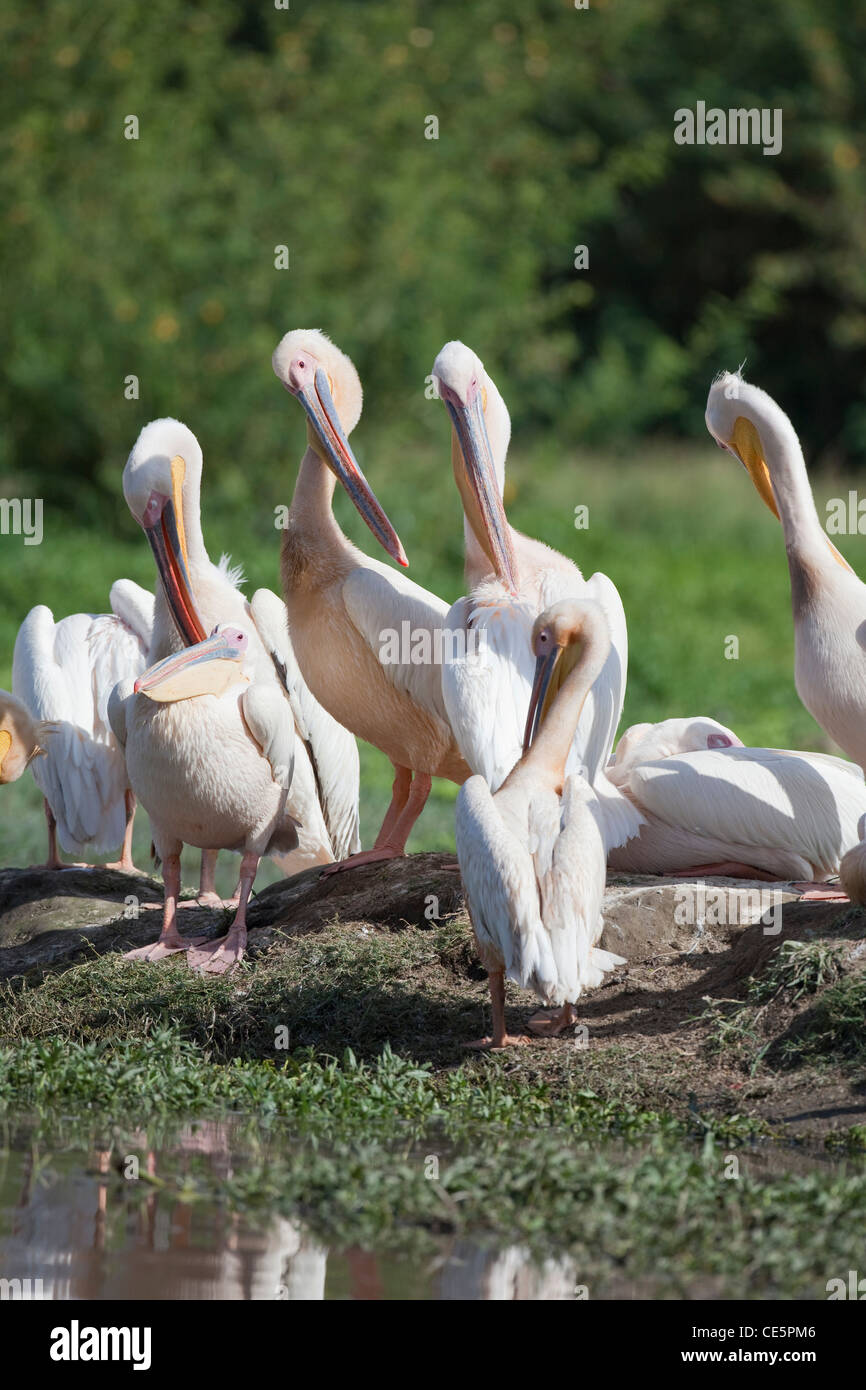White Pelicans (Pelecanus onocrotalus). Preening. Lake Awasa. Ethiopia. Stock Photo