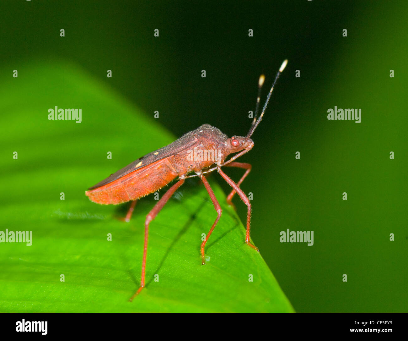 Broad-headed Bug (Alydidae), Costa Rica Stock Photo