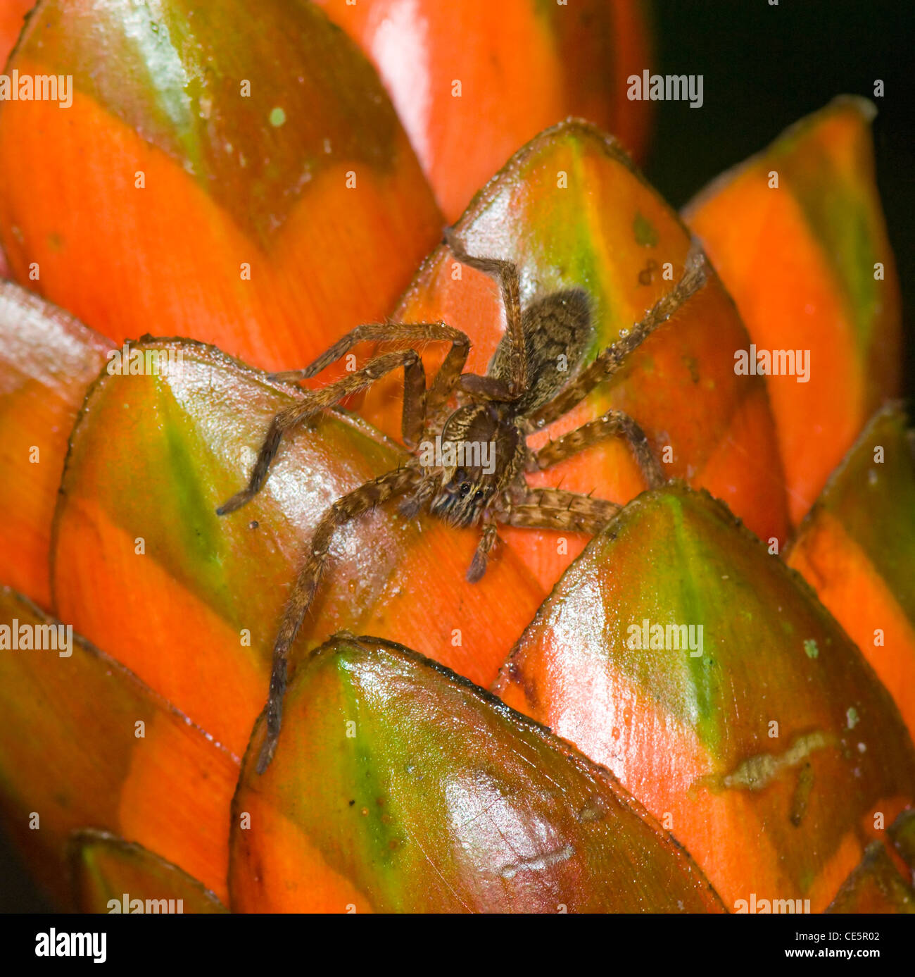 Spider in the Rainforest at Night, Costa Rica Stock Photo