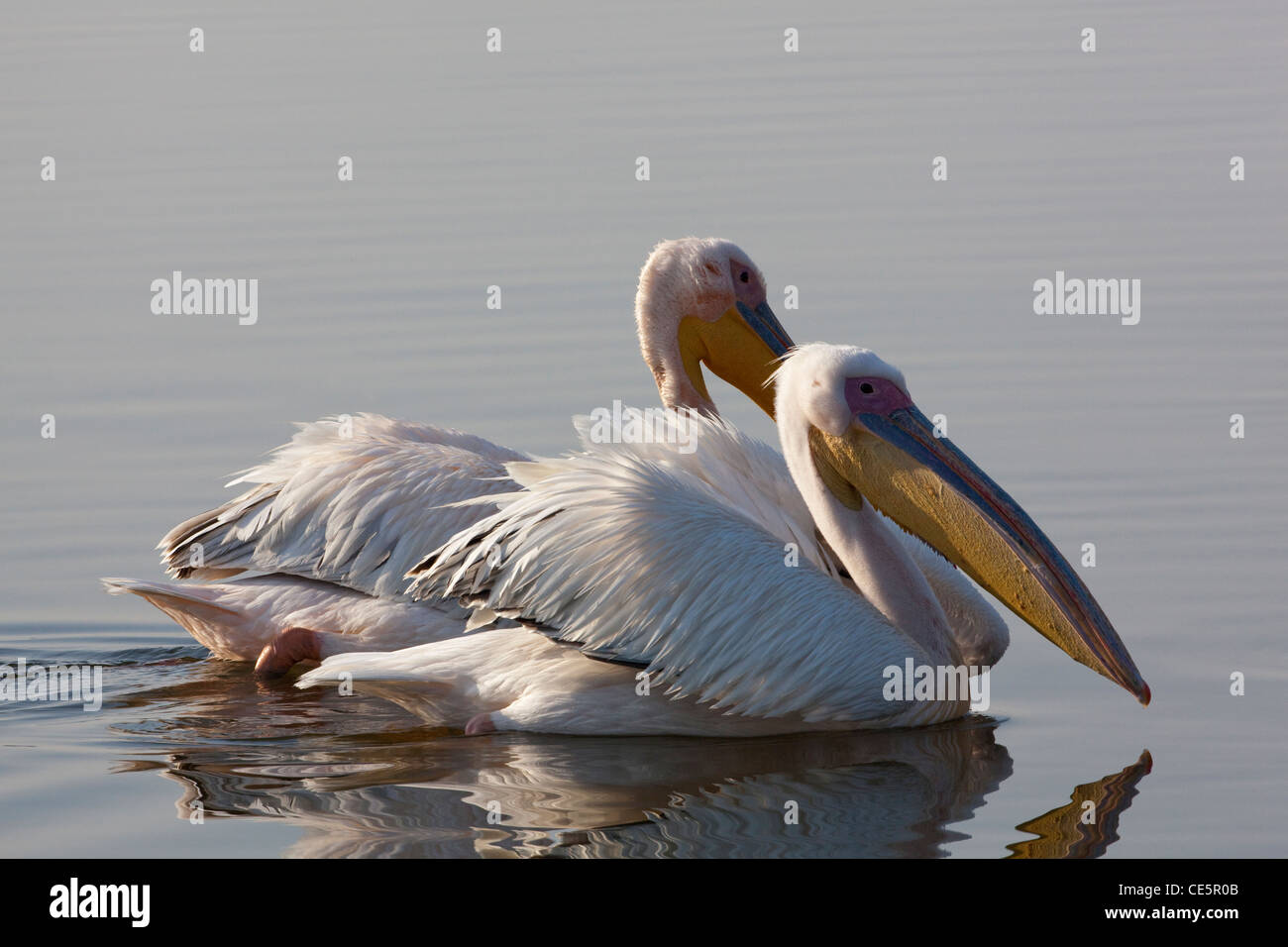 White Pelicans (Pelecanus onocrotalus). Swimming. Lake Awasa. Ethiopia. Stock Photo