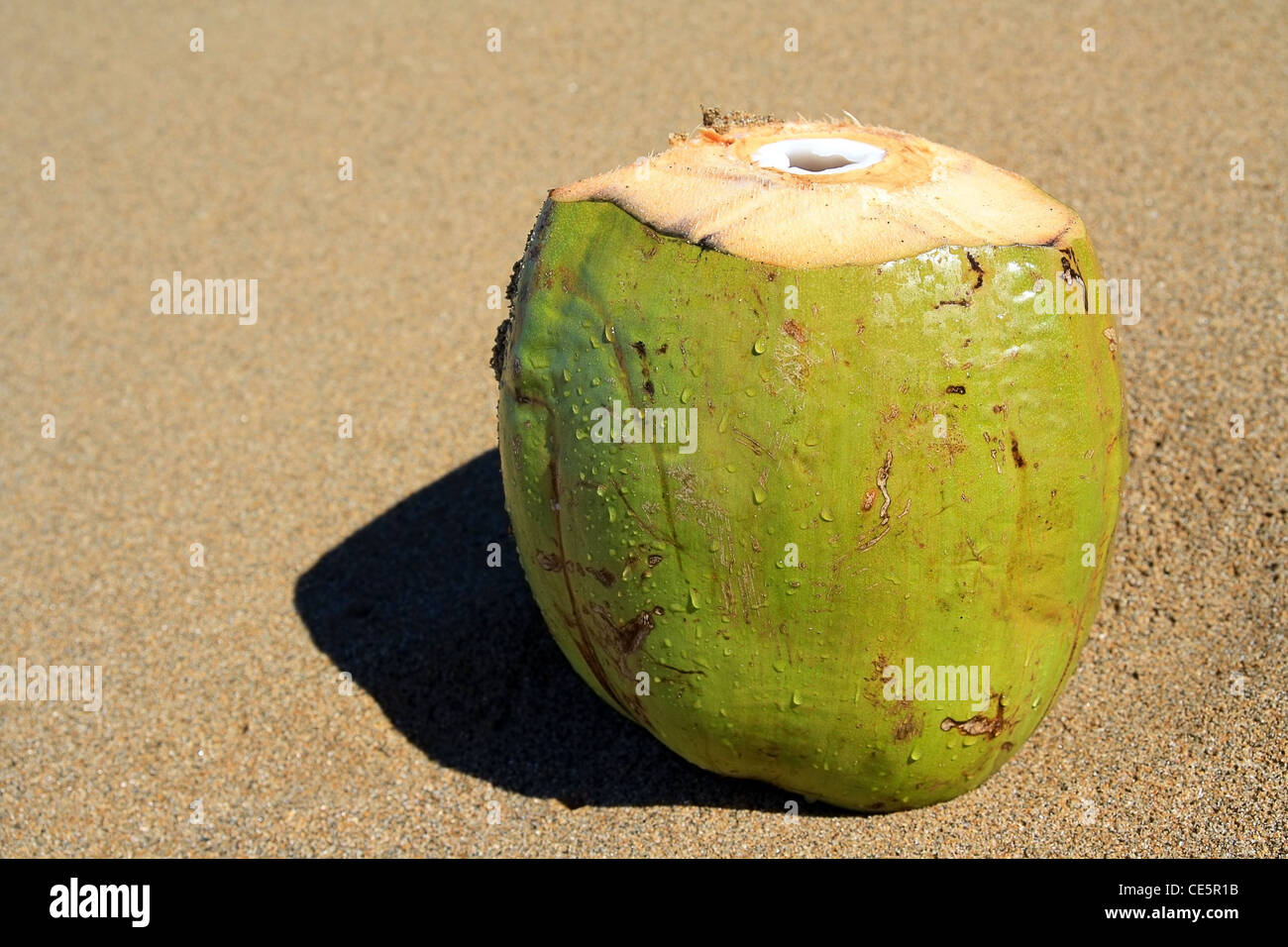Coconut on beach of ocean Stock Photo Alamy