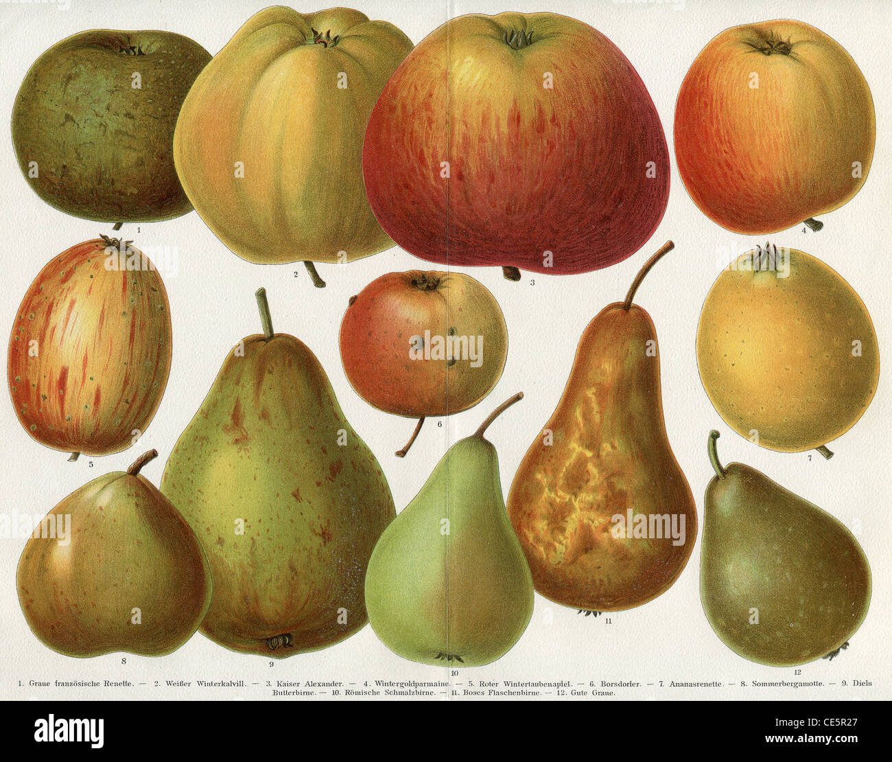 Different varieties of apples and pears. Stock Photo