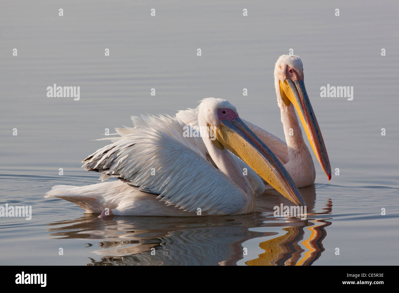 White Pelicans (Pelecanus onocrotalus). Swimming. Lake Awasa. Ethiopia. Stock Photo