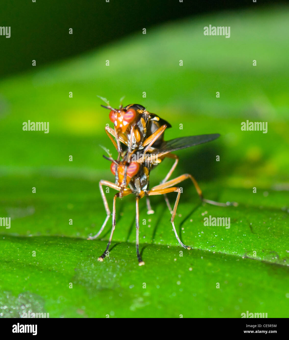 Micropezidae hi-res stock photography and images - Alamy