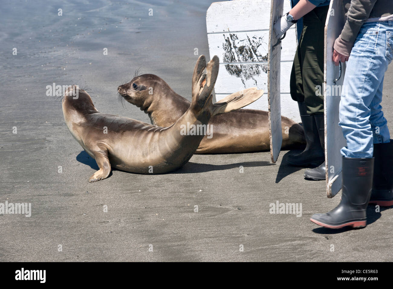 Volunteers boarding/releasing 'rescued & rehabilitated' weaner Elephant Seals. Stock Photo