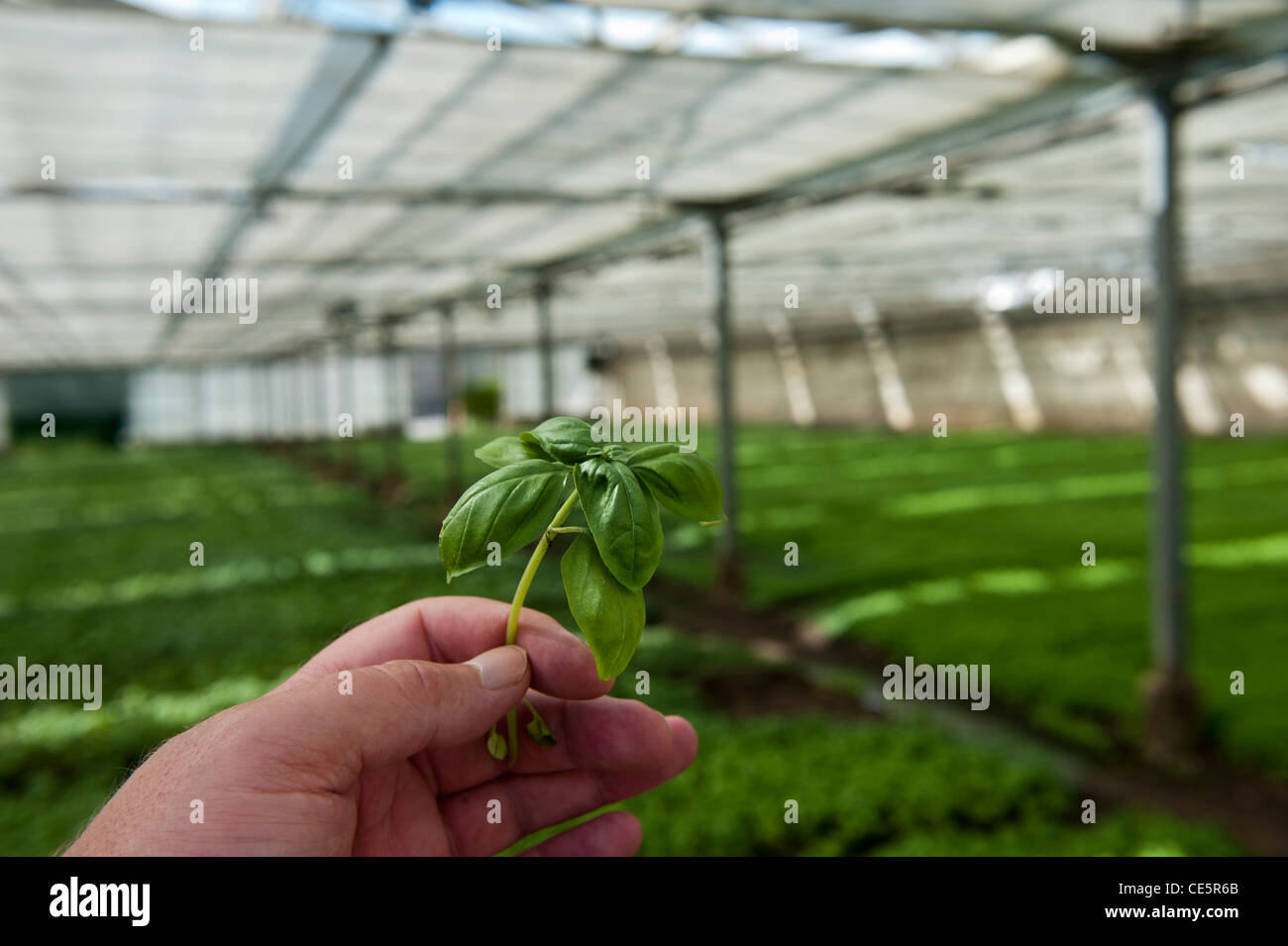 Basil plants growing in a commercial greenhouse. Sacco Giovanni