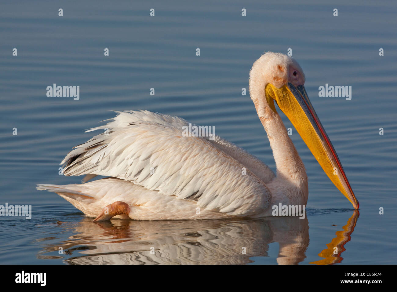 White Pelican (Pelecanus onocrotalus). Swimming. Lake Awasa. Ethiopia. Stock Photo