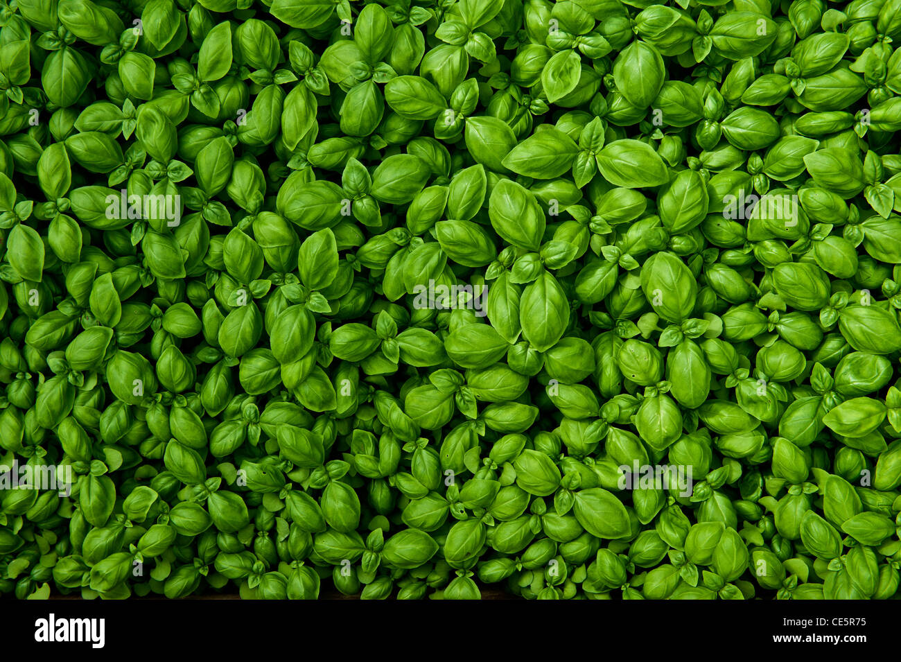 Basil plants growing in a commercial greenhouse. Sacco Giovanni