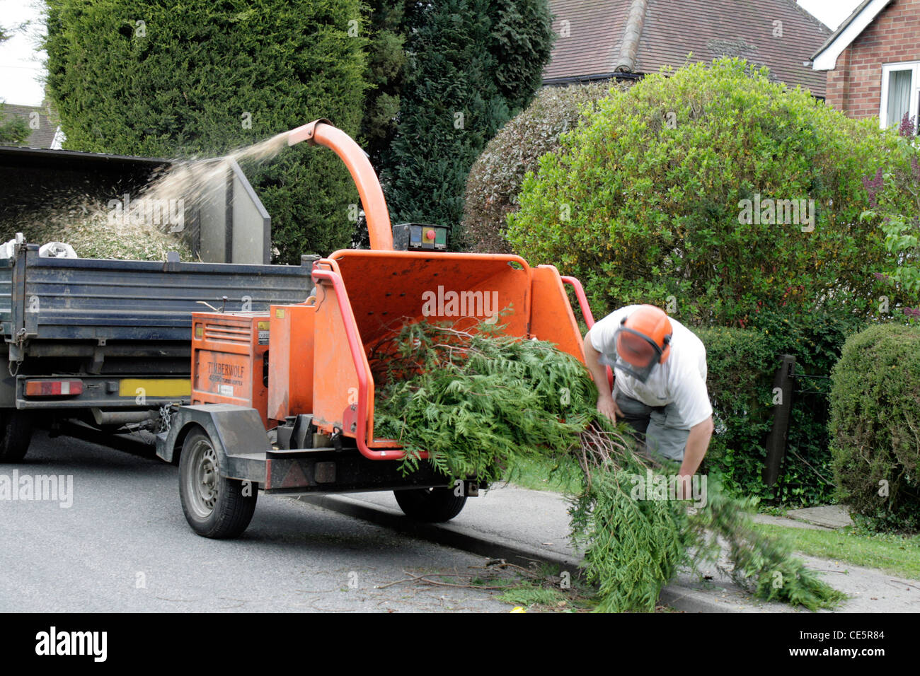 Shredding conifer trees with machine Stock Photo Alamy