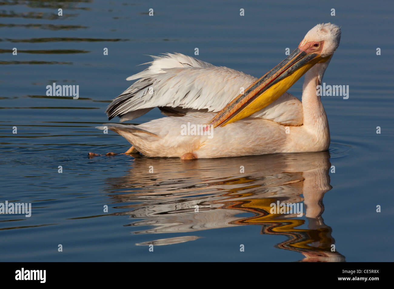 White Pelican (Pelecanus onocrotalus). Preening whilst swimming. Stock Photo
