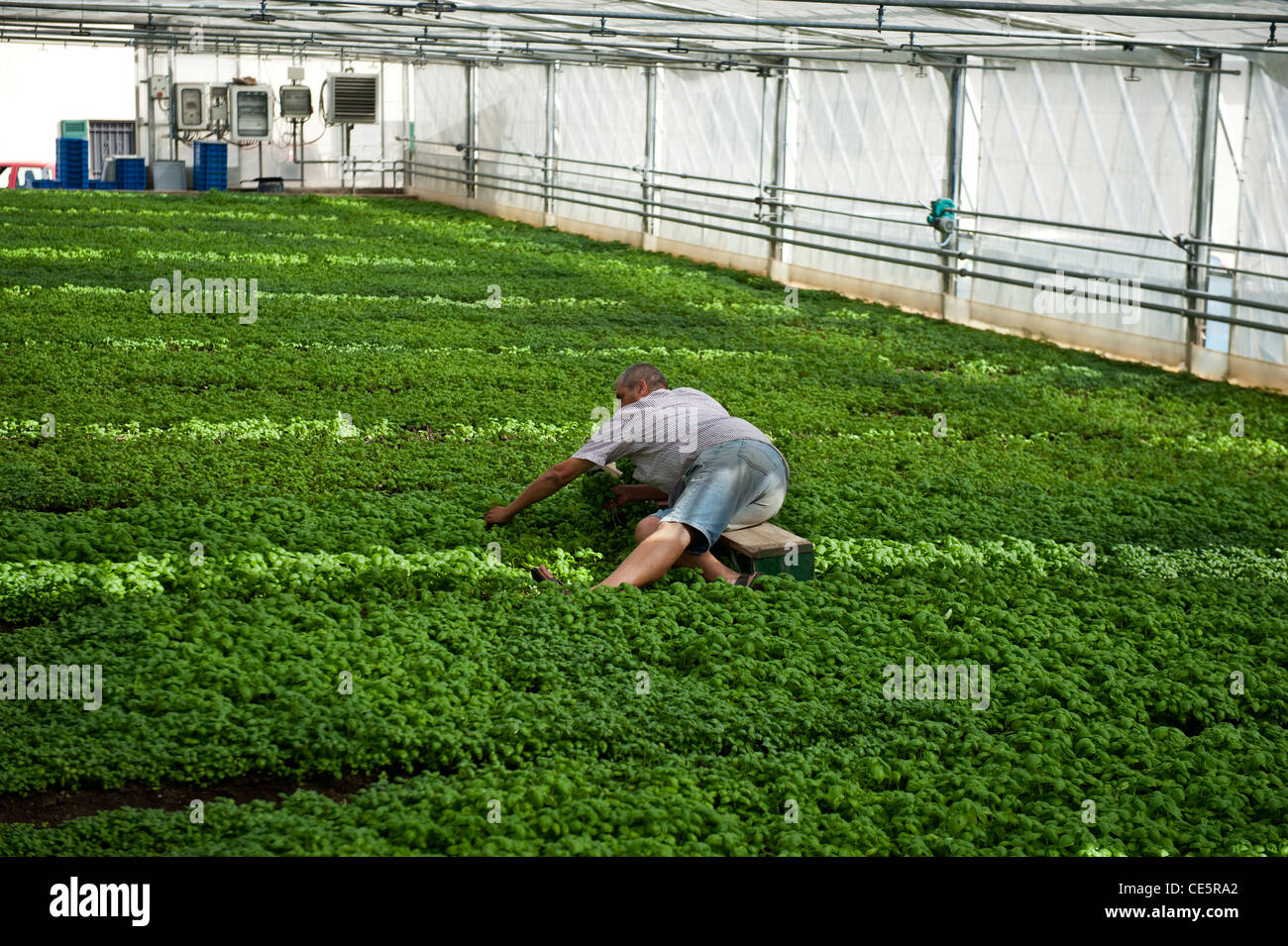 Basil picking by hand at Sacco Giovanni Battista. A family run commercial basil grower. Genova. Italy Stock Photo