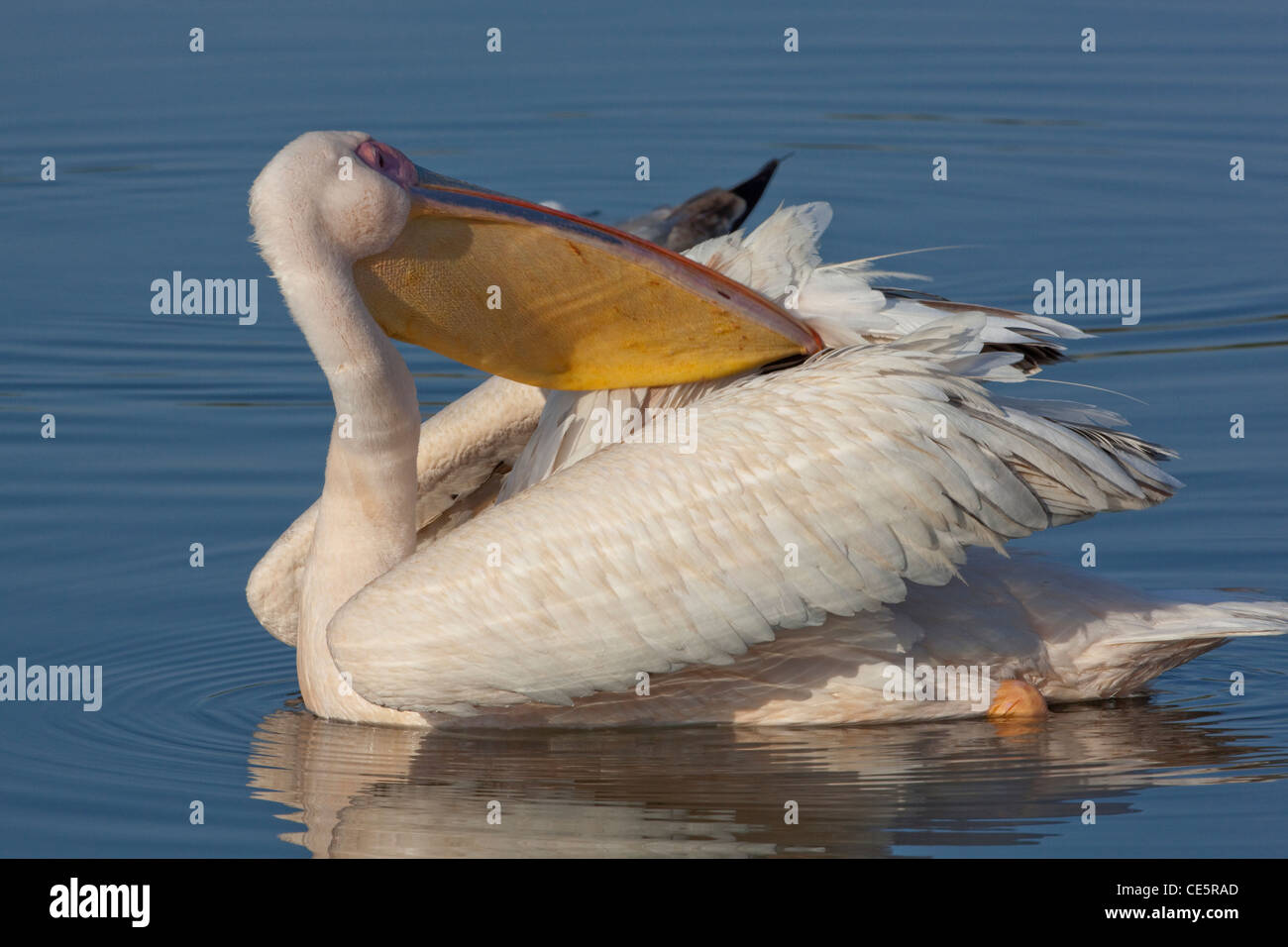 White Pelican (Pelecanus onocrotalus). Preening whilst swimming, reaching for preen gland on the tail. Stock Photo