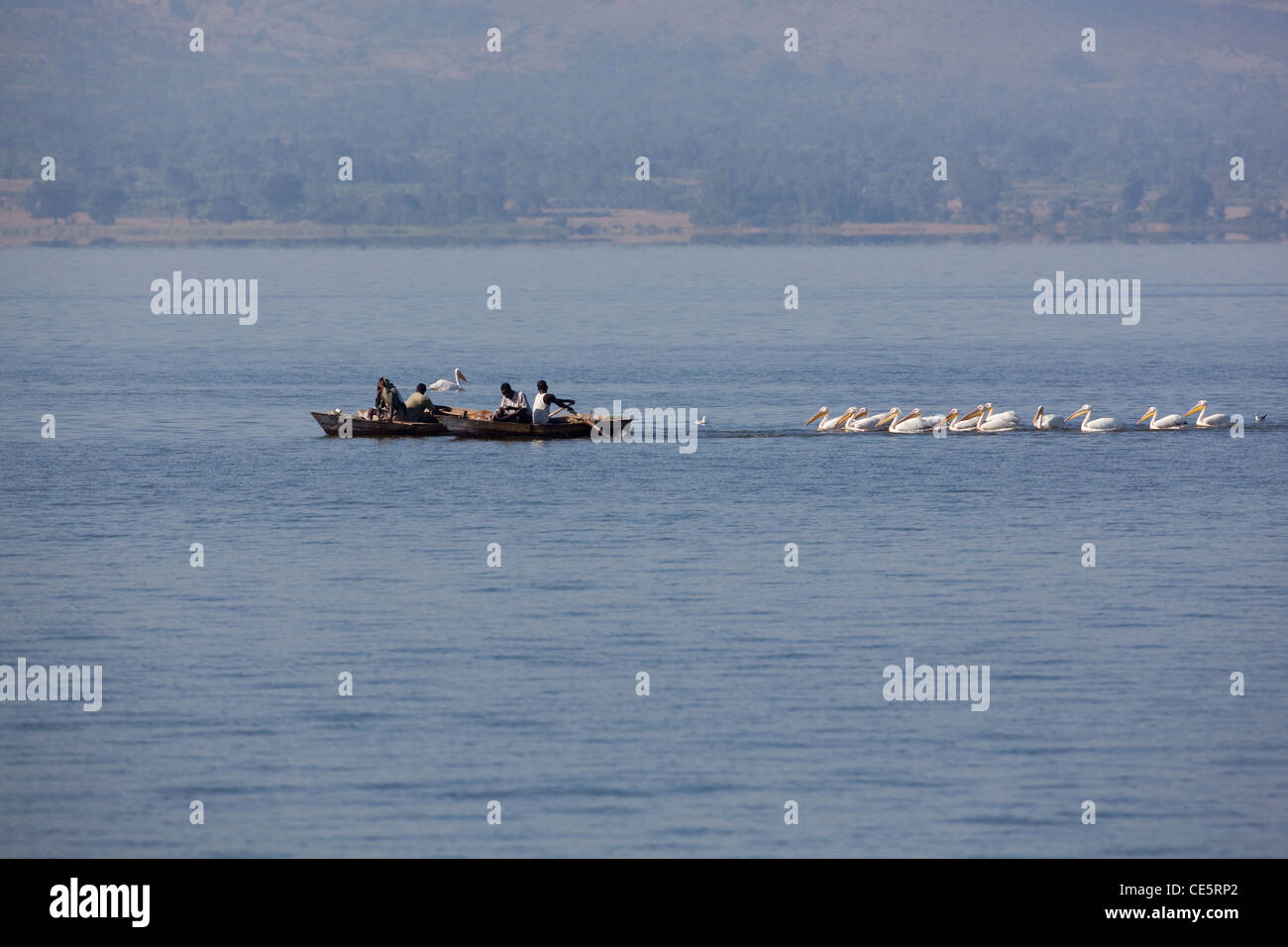 Great White Pelicans (Pelecanus onocrotalus), following fishing boats into shore market. Lake Awasa, Ethiopia. Stock Photo