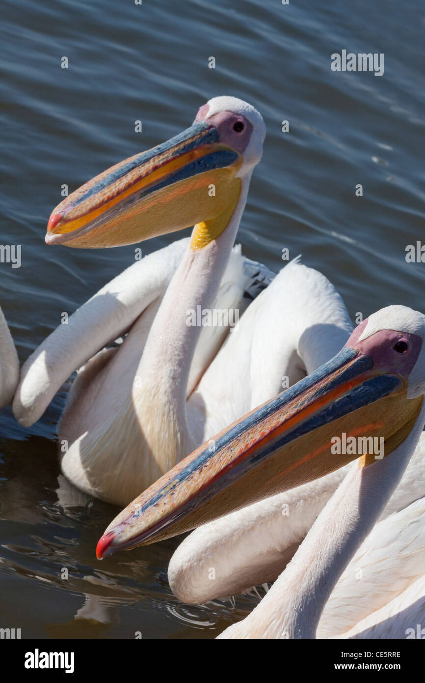Great White Pelicans (Pelecanus onocrotalus). Waiting, begging for entrails from fishermen. Lake Awasa. Ethiopia. Stock Photo