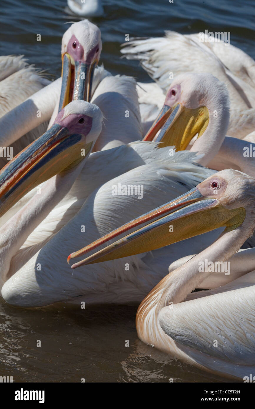 Great White Pelicans (Pelecanus onocrotalus). Shores of Lake Awasa. Ethiopia. Stock Photo