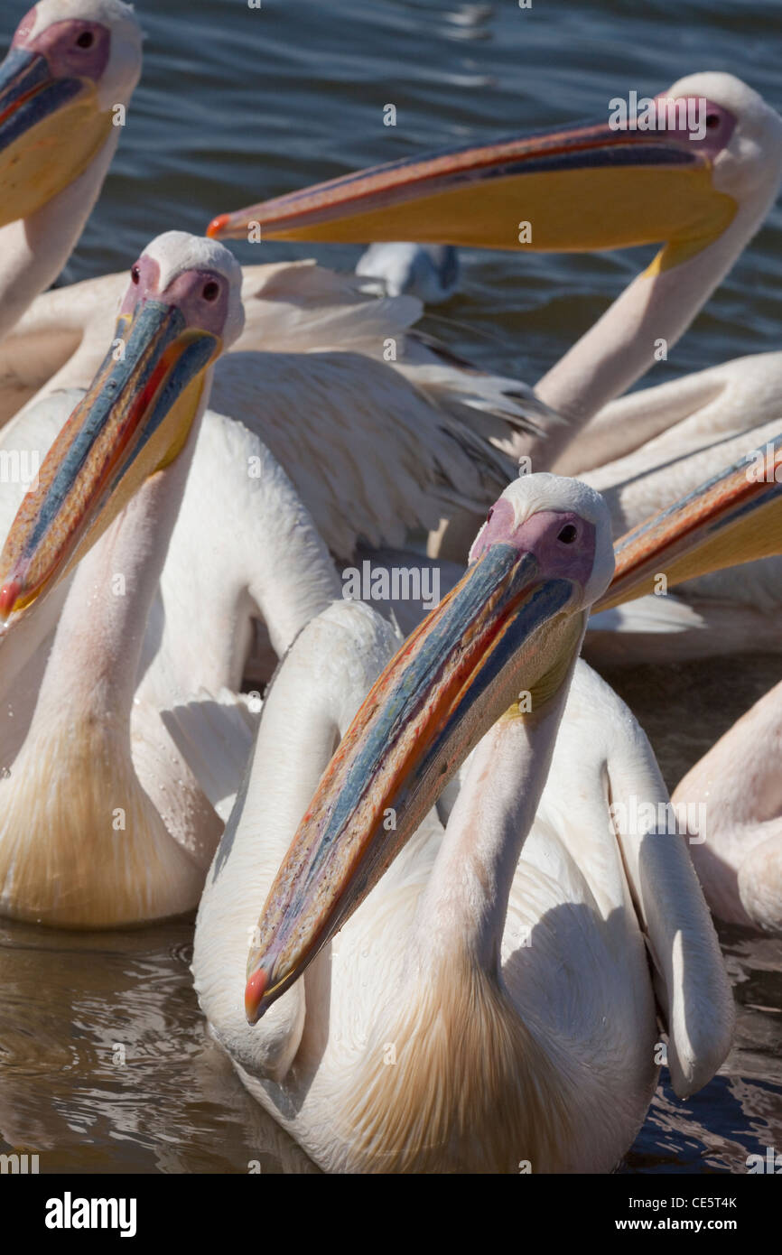 Great White Pelicans (Pelecanus onocrotalus). Waiting, begging for fish entrails from fishermen. Lake Awasa. Ethiopia. Stock Photo