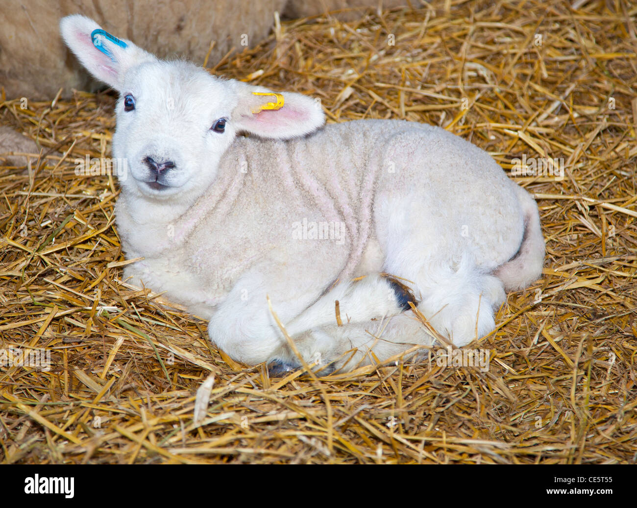 New born lamb Stock Photo Alamy