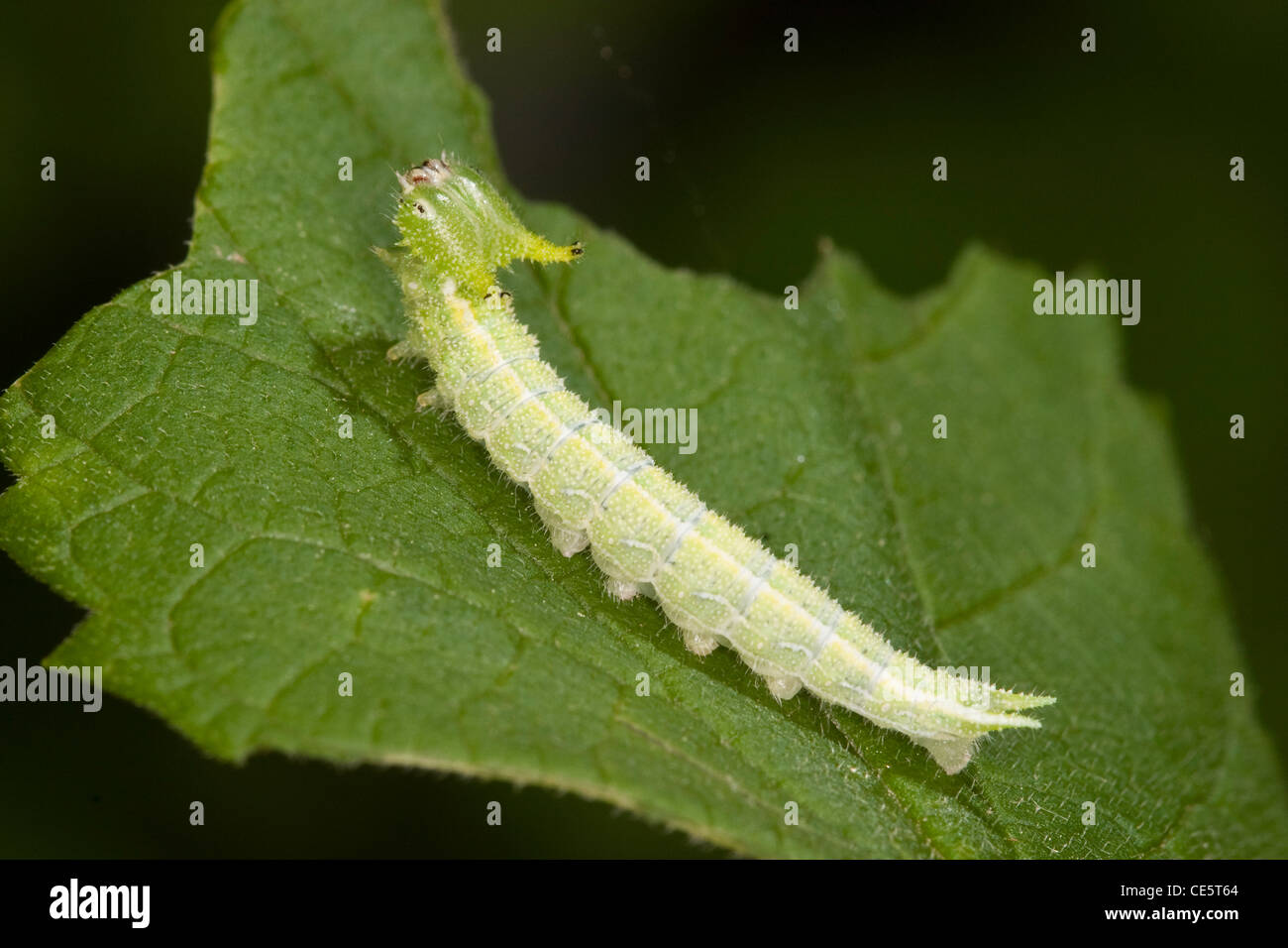 Hackberry Emperor Asterocampa celtis Flat Creek, Barry County, Missouri, United States 19 May Caterpillar Stock Photo