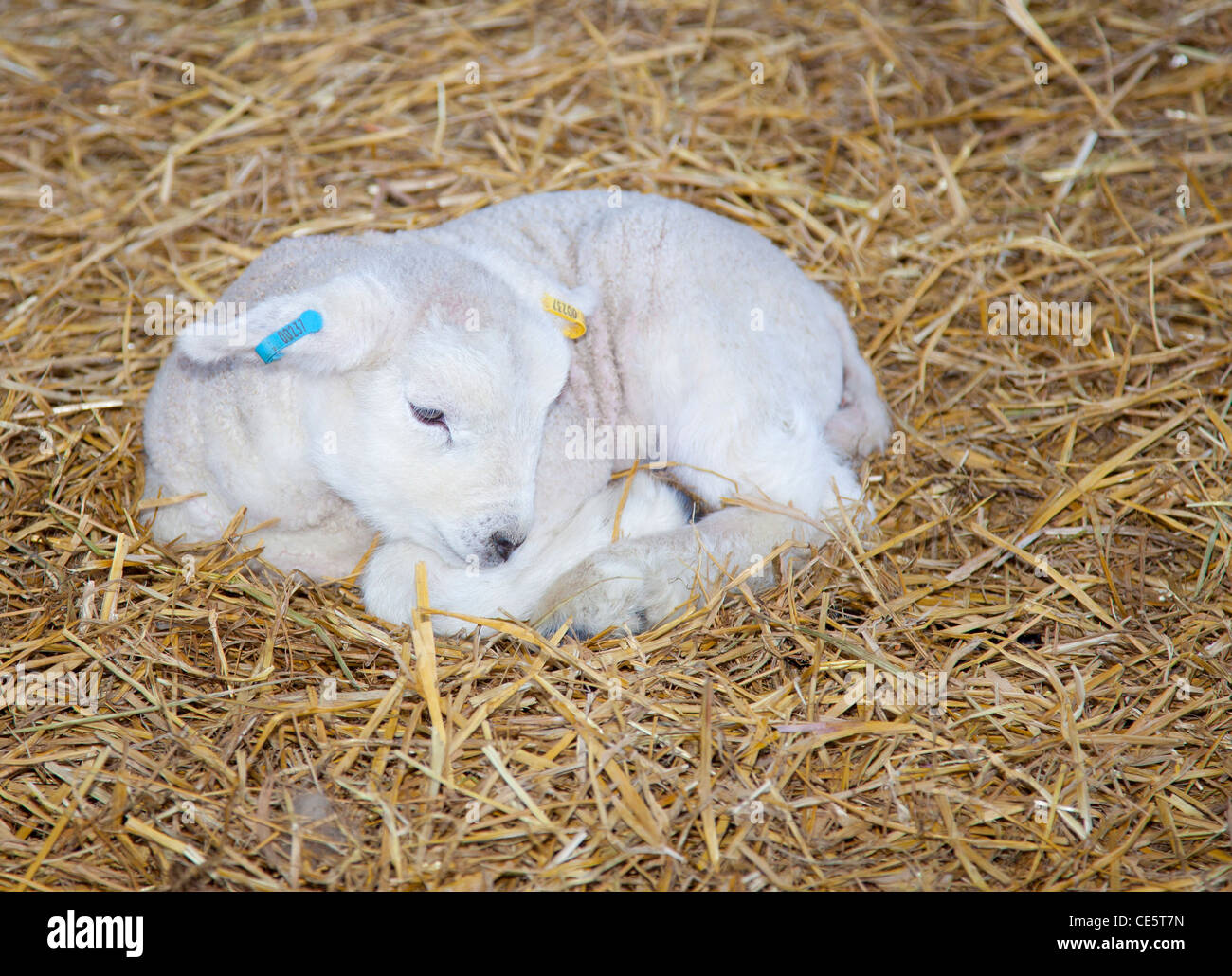 White baby lamb hires stock photography and images Alamy